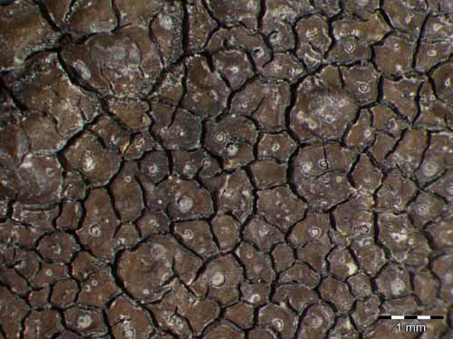 [Diploschistes aeneus]