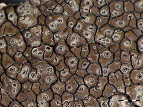 [Diploschistes aeneus]