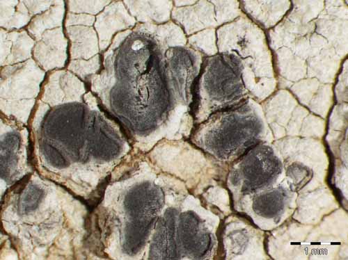 [Diploschistes indet.]