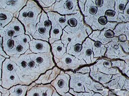 [Diploschistes candidissimus]