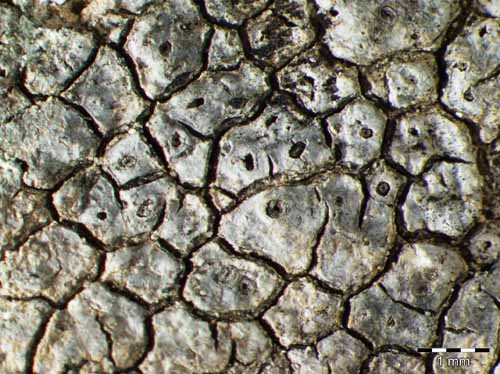 [Diploschistes caesioplumbeus]