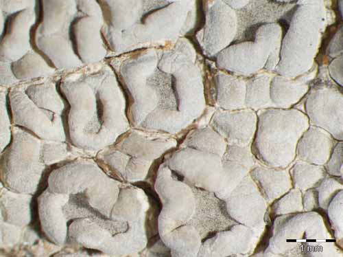 [Diploschistes ocellatus]