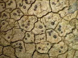 [Diploschistes actinostomus]