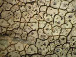 [Diploschistes actinostomus]