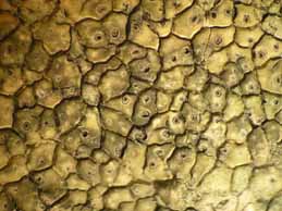 [Diploschistes actinostomus]