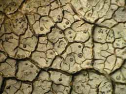 [Diploschistes aeneus]