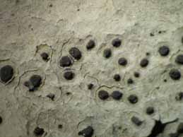 [Diploschistes muscorum]