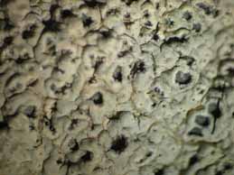 [Diploschistes muscorum]