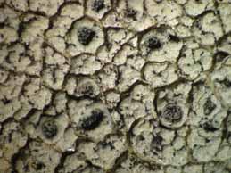 [Diploschistes scruposus]