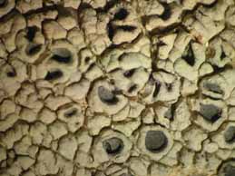 [Diploschistes scruposus]