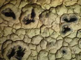 [Diploschistes scruposus]