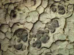 [Diploschistes scruposus]