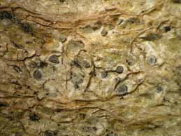 [Diploschistes aeneus]