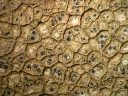 [Diploschistes aeneus]