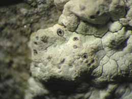 [Diploschistes candidissimus]