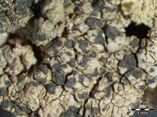 [Diplotomma ambiguum]