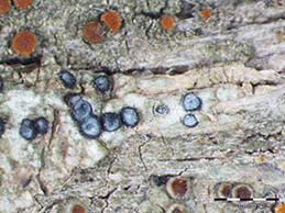 [Diplotomma pharcidium]