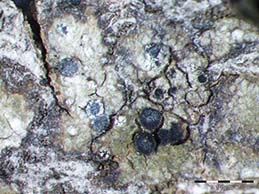 [Diplotomma pharcidium]