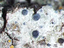 [Diplotomma pharcidium]