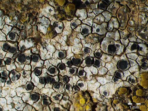 [Diplotomma chlorophaeum]