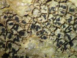 [Diplotomma alboatrum]