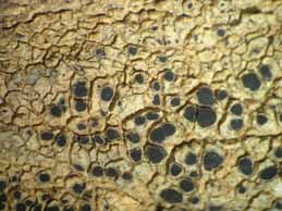 [Diplotomma alboatrum]