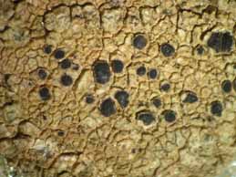 [Diplotomma alboatrum]