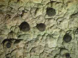 [Diplotomma alboatrum]