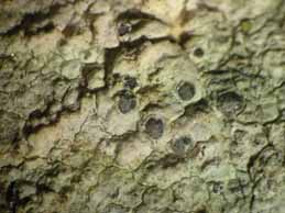 [Diplotomma alboatrum]