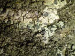 [Diplotomma alboatrum]