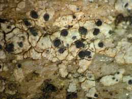 [Diplotomma alboatrum]