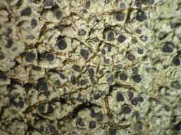 [Diplotomma alboatrum]