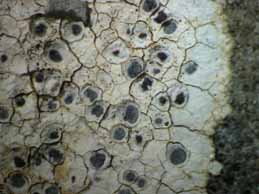 [Diplotomma hedinii]