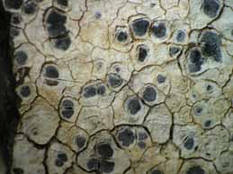 [Diplotomma hedinii]