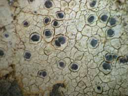 [Diplotomma hedinii]