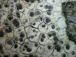 [Diplotomma hedinii]