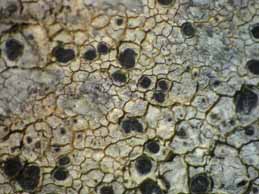 [Diplotomma alboatrum]