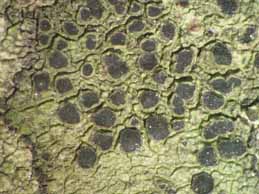 [Diplotomma pharcidium]