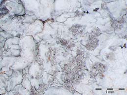 [Dirina massiliensis]