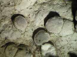 [Dirina massiliensis]