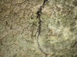 [Dirina massiliensis]