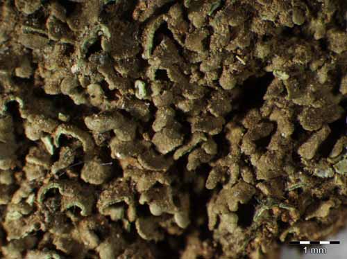 [Endocarpon latzelianum]