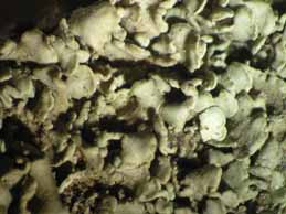 [Endocarpon pallidum]