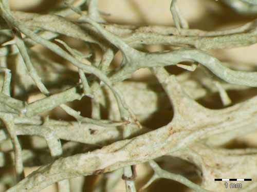 [Evernia divaricata]