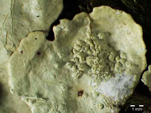 [Flavoparmelia caperata]