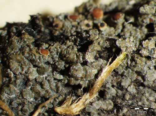 [Fuscopannaria ignobilis]