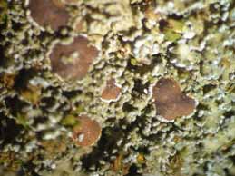 [Fuscopannaria olivacea]