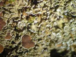 [Fuscopannaria olivacea]