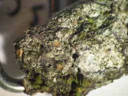 [Gyalecta truncigena]