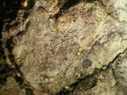 [Gyalecta truncigena]